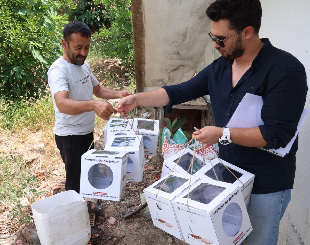 Antalya'da 800 dekar araziye b&ouml;cek desteği sağlandı